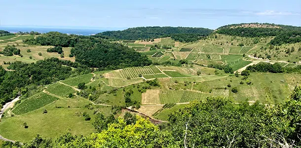 foire-vins-belfort-2026_rondeau-guinet